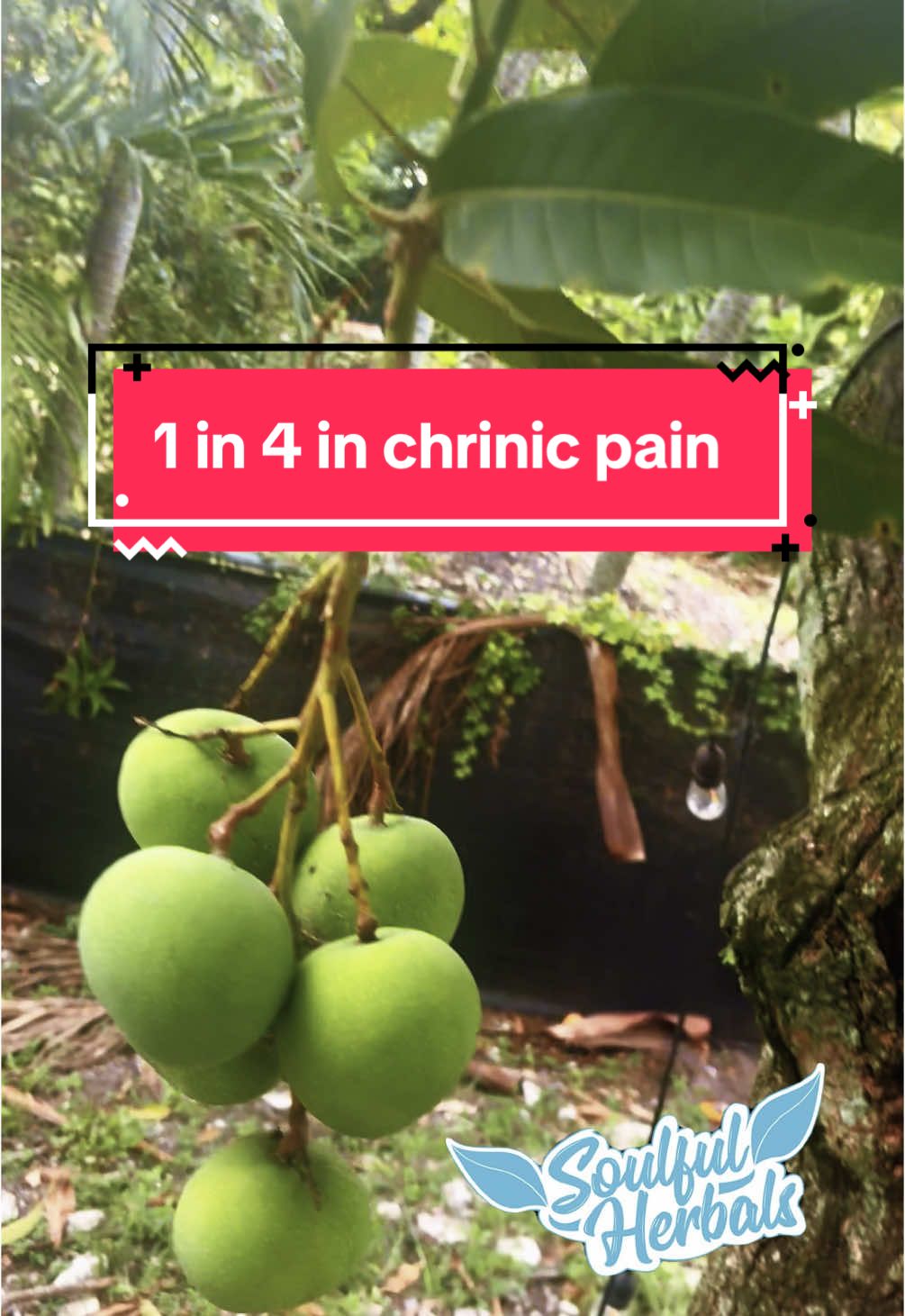 One in four people are in #chronicpain Support natural pain relief and us at soulfulherbals.com sign up for our mailing list please 🙏 #plantmedicinemafia #soulfulherbals #besoulful 