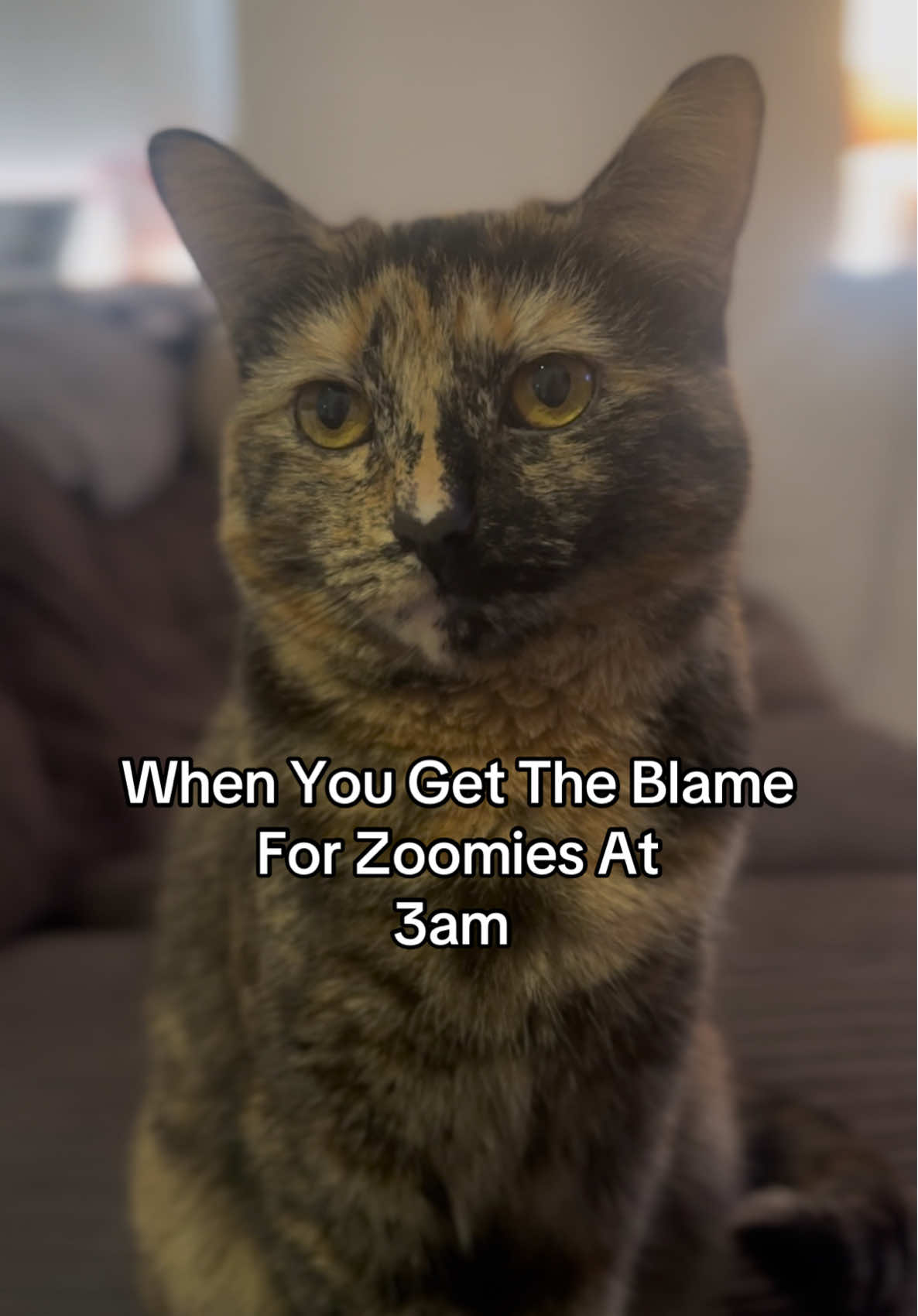 It’s Definitely Not True, They Made it Up 😆 #cattok #catsoftiktok #catlover #PetsOfTikTok #catlife #dailycat #catlovers #pets #foryoupagе #foryouu #fyp 