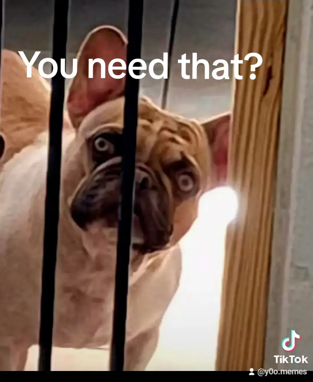 #youneedthat? #frenchbulldog 