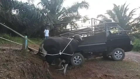 sapi kurban#cerita #gembala #firall 
