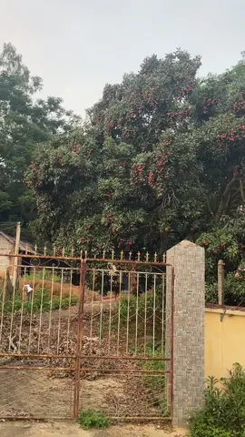 Bán bjo cho hết