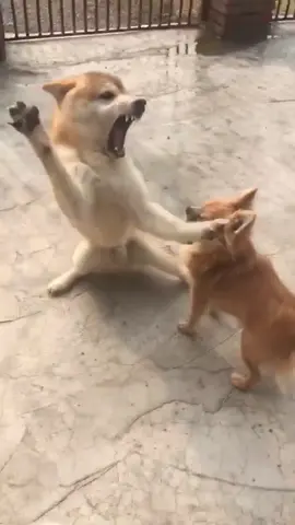 Two funny babies🐶🤣#funnyvideo #tiktok #dogs #funnydogs 