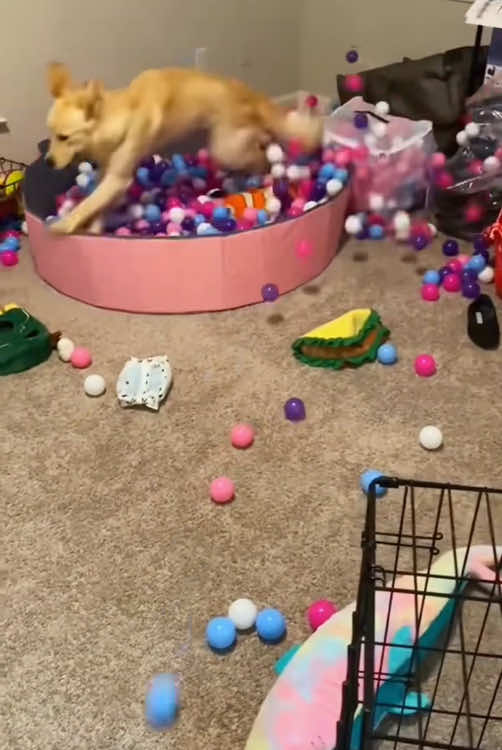 Parkour dogs🤣🐶#funnyvideos #tiktok #dog #funnydogs #funny 