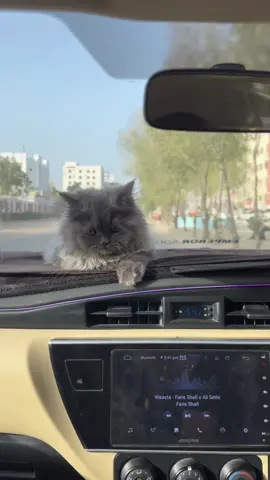 Meow😘.  #hyderabad #meow #meowentertainment #toyota #corolla #trend #hyderabadi #tiktokviral #viral #altis #trd #kittycat #kitty #kitten 