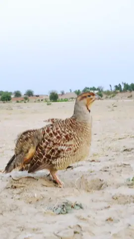 Gray francolin partridge voice #pets #birds #partridgevoice #partridgevoice 
