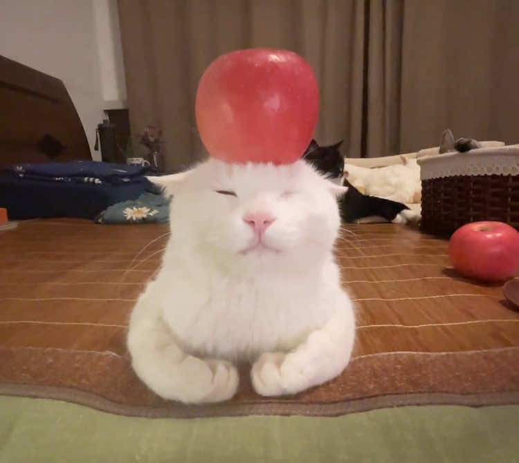 Cats are so nice, apples are used as brain pads~#cat#healing#hypnosis#coaxing to sleep#goodnight #cutepet 