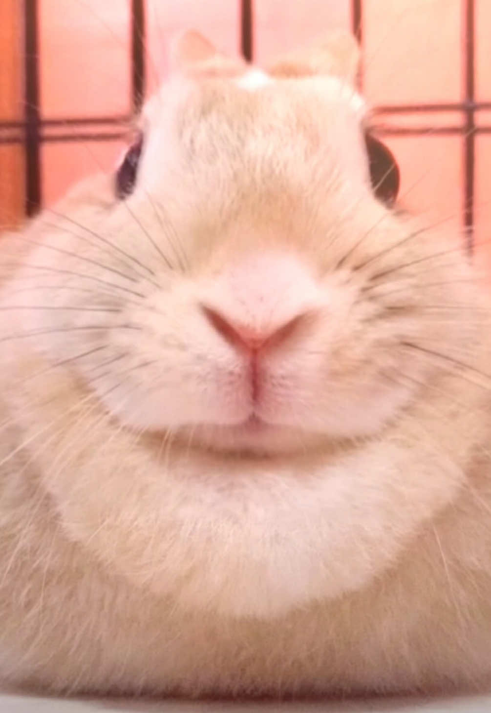 enjoy please listen please #blinkus #bunny #bnnuy #bnuy #knowledge #enlightenment #amazing #listen #hi #funny #please #hello #sosmart #needthis #listentoblinkuspleas #lethimsing