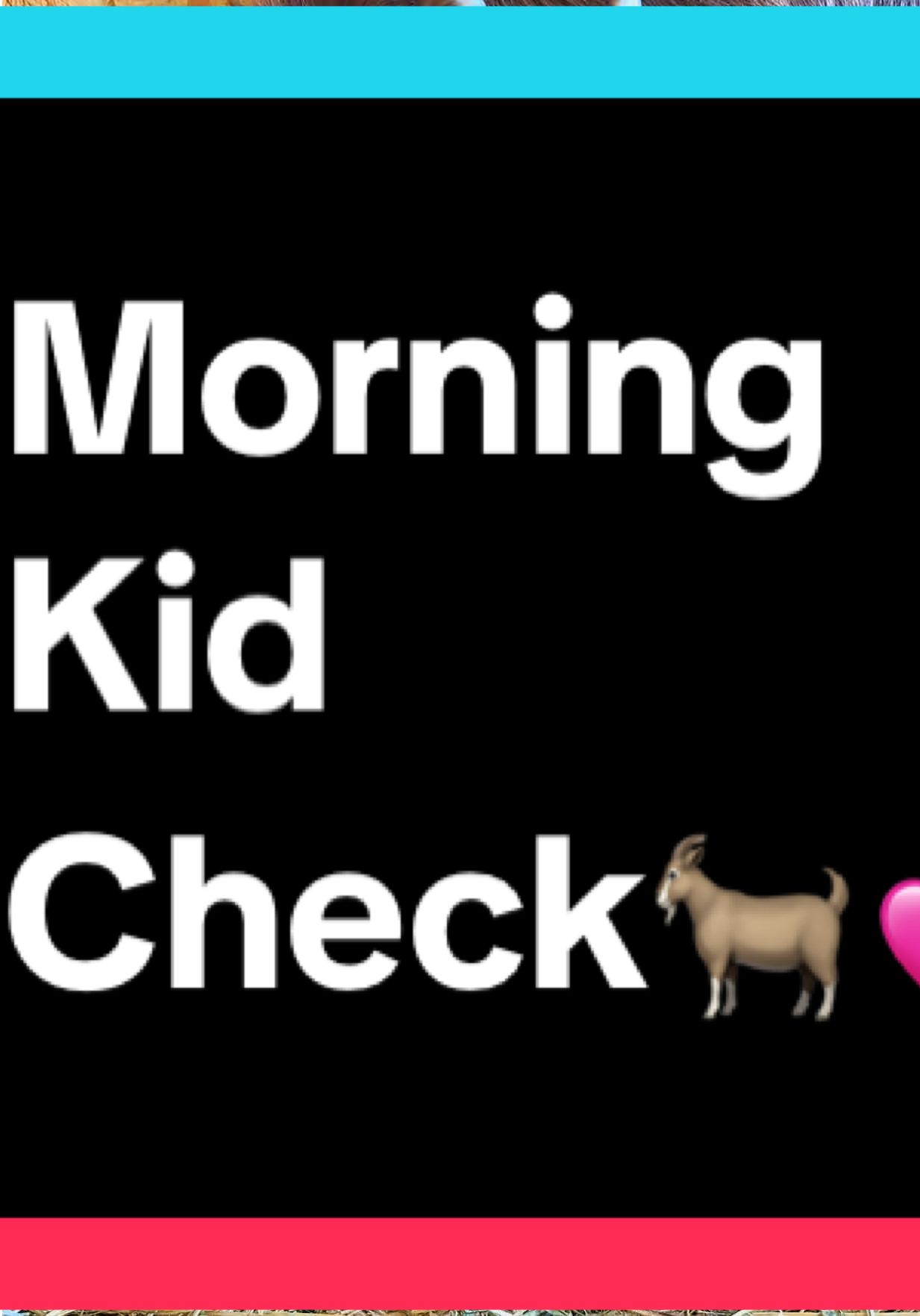 Morning Kid Check🐐💕 #kiddingseason #nigeriandwarfgoats #kidwatch #babygoat 