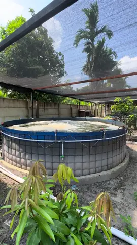 Kadar oksigen terlarut yang optimal untuk budidaya ikan nila dalam sistem bioflok adalah sekitar 5-7 mg/L (ppm). Meskipun ikan nila dapat bertahan dengan kadar DO yang lebih rendah, menjaga kadar DO pada rentang optimal akan memberikan hasil yang lebih baik dalam hal pertumbuhan dan kesehatan ikan.  @Bioflok Indonesia @Farmloka @BlueCore Aquatic #bioflokindonesia #bioflokindonesiauntukindonesia #biofloknusantara #budidayaikannusantara #belajarbioflokpemula #bioflokpemula #bioflokkolamterpal #nilabioflok #biofloknila #bioflok #bioflokjambi 