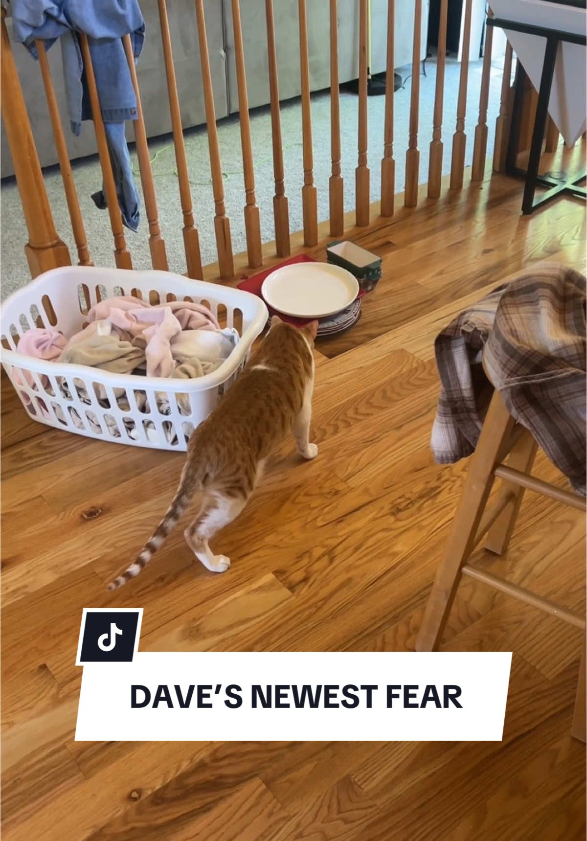 I have not yet been able to rationalize this one but I’m sure he has a very good reason #davethecat #orangecat #cute 