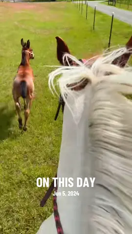 #onthisday Freya discovered a fence 😅 #foal #baby #babyhorse #horses #fyp 