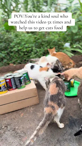 You’re a kind soul who watched this video 5x times and help us to get cats food#fyp #help #catsoftiktok #tiktokviral #catslovers #rescuekittens #cat #view #canada_life🇨🇦 #viral_video #animalsoftiktok #PetsOfTikTok #kitten #cats 
