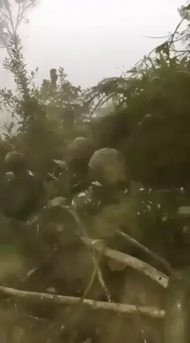 hutan tropis yang di selimuti kabut tebal#viraltiktok #fypviralシ #tniindonesia🇮🇩 