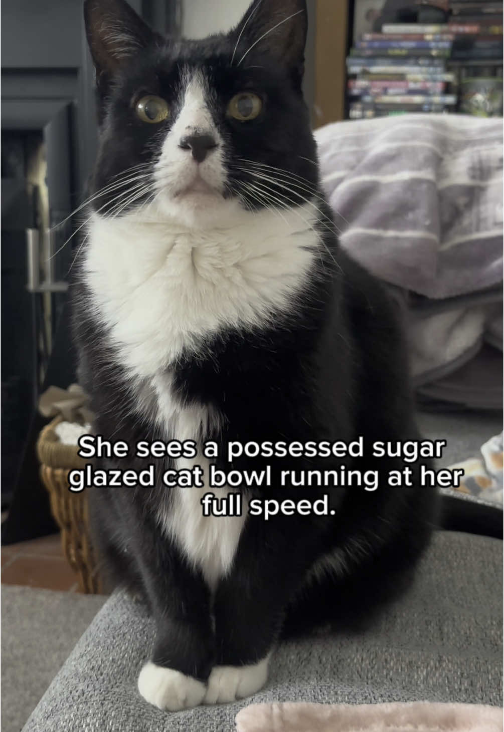 She left the bowl I left the trauma #catsoftiktok #cattok #britishcats #funnycat #storytimes #chaos #troublemaker #tuxedocatsoftiktok #funny #FelixTheChaos #TinyTerror #felix 