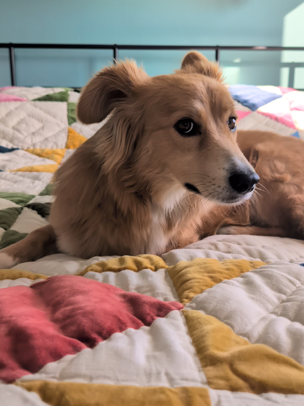 cheeky boy  #rescuedog #dog #fyp #adoptdontshop #doggo 