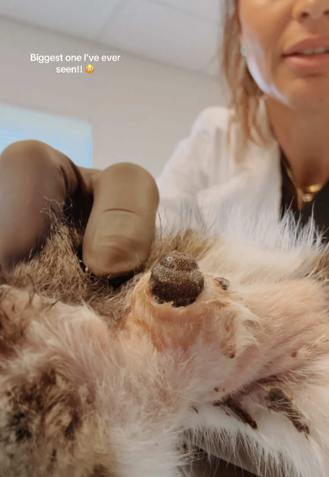 Have you ever seen one this big?!  This feral little kitty will be much happier once she wakes up 🤍 #doublediamondvet #botfly #cuterebra #vetmed #veterinarian #wolf #wolfworm #gross 