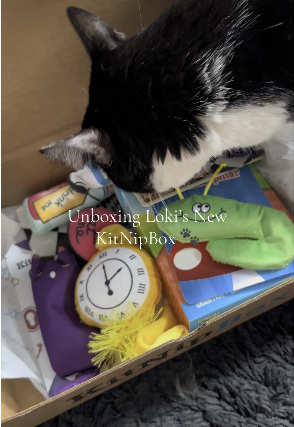 Thank you @KitNipBox ! This months theme might be Lokis new favorite 😭 #aliceinwonderland #kitnipbox #catsoftiktok 