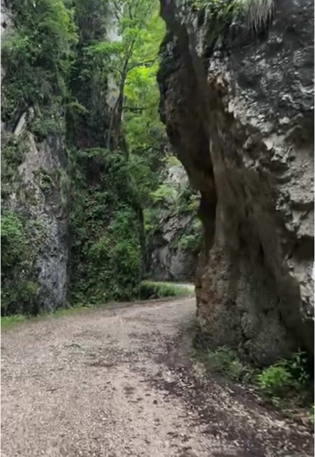 Do you believe in haunted beauty? The Gorges of Zărnești aren’t just stone and shade—they’re myth incarnate, a place where the mountain breathes out secrets and inhales the noise of the world. Walk into this cleft in the Carpathians and you’ll feel it—that eerie flirtation between wonder and fear, like reading an old fairy tale where the woods are alive and the hero doesn’t always make it out. These walls weren’t sculpted—they were torn apart by gods mid-argument and left for mortals to marvel at. The cliffs rise like the shoulders of sleeping giants, dusted in lichen and legend. Shepherds whisper tales of spirits drifting through the fog at dusk, of hoofbeats echoing with no horse in sight. Here, the sun doesn’t rise—it peeks, cautiously, as if wary of what it might disturb. The trees lean in, the air hangs heavy with pine and possibility, and every footstep feels like an interruption. This isn’t a trail. It’s an elegy in stone, a natural amphitheater where silence is the headliner and your heartbeat the encore. Why do we chase places that unsettle us? Is it madness, or something more sacred—some forgotten instinct that pulls us toward the sublime? The Gorges don’t care about your itinerary or your Instagram reel. They demand reverence, not recognition. And maybe that’s the real lesson here: the most extraordinary places don’t want to be found—they just want to be remembered. Would you dare to stand between these cliffs and admit you believe in magic? Video by @MabuzTravel  [ Carpathian Hiking, Nature Reserves, Cultural Heritage, Folk Music, Traditional Festivals, Thermal Spas, Local Crafts, Romanian Cuisine, Painted Monasteries, Dracula’s Castle, Medieval Towns, Ancient Ruins, Street Art, Danube Delta, Art Galleries, Skiing Resorts, Historic Sibiu, Black Sea Beaches, Bucharest Nightlife, Vineyard Tours ] #romania #travel #piatracraiului #zarnestigorge