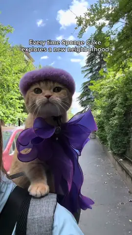 Sponge Cake is so impressed #catsoftiktok #PetsOfTikTok #cats #cat #catlover #cattok #newyork #adventurecat 
