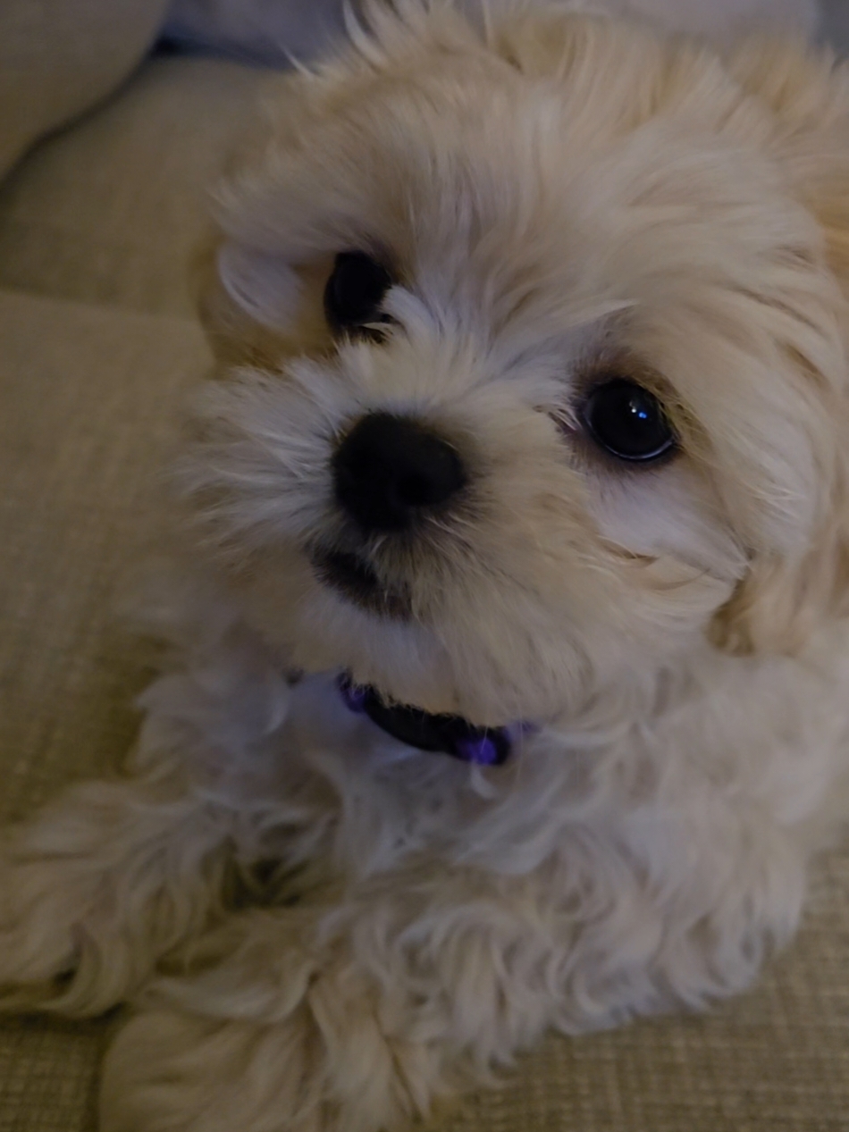 My puppy, Bindi listening intently to me hum... When I realised she was listening I hummed louder. 🤣🤣She didn't appreciate it & I don't blame her. #puppy #puppylove #puppyhood 