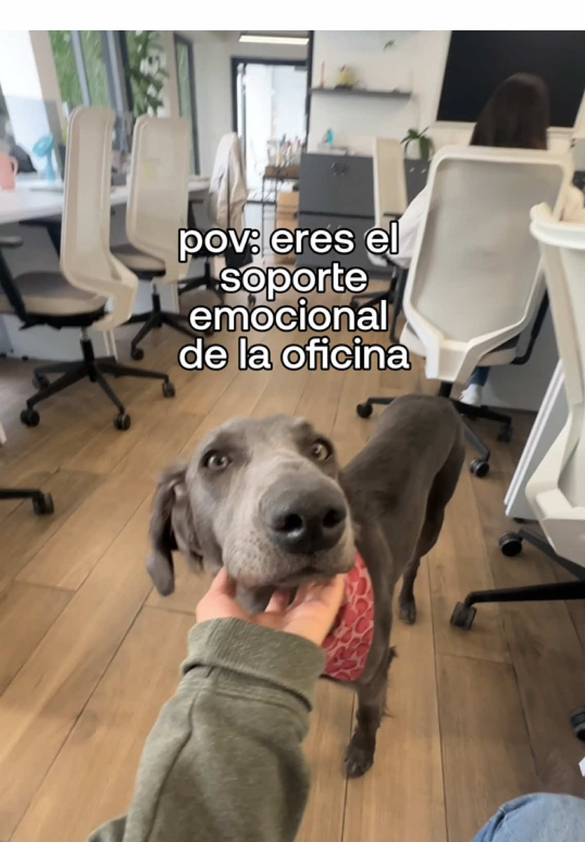 Fuga y Pelu top talentos en StayPro Group 🐶🤍  #oficina #ofi #mascota #godin #agencia 