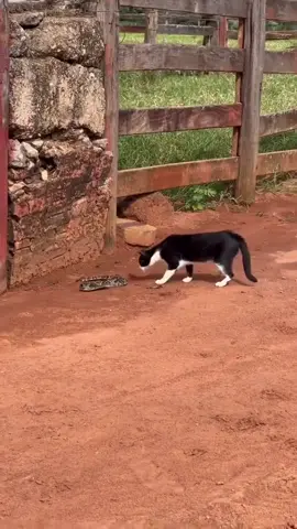 Gato x Cascavel 😱 #perigo #natureza #cobra #gato
