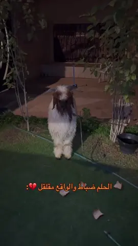 الخروف منتهي كل ماشطفت استعد #اكسبلور #🕊️🤍 