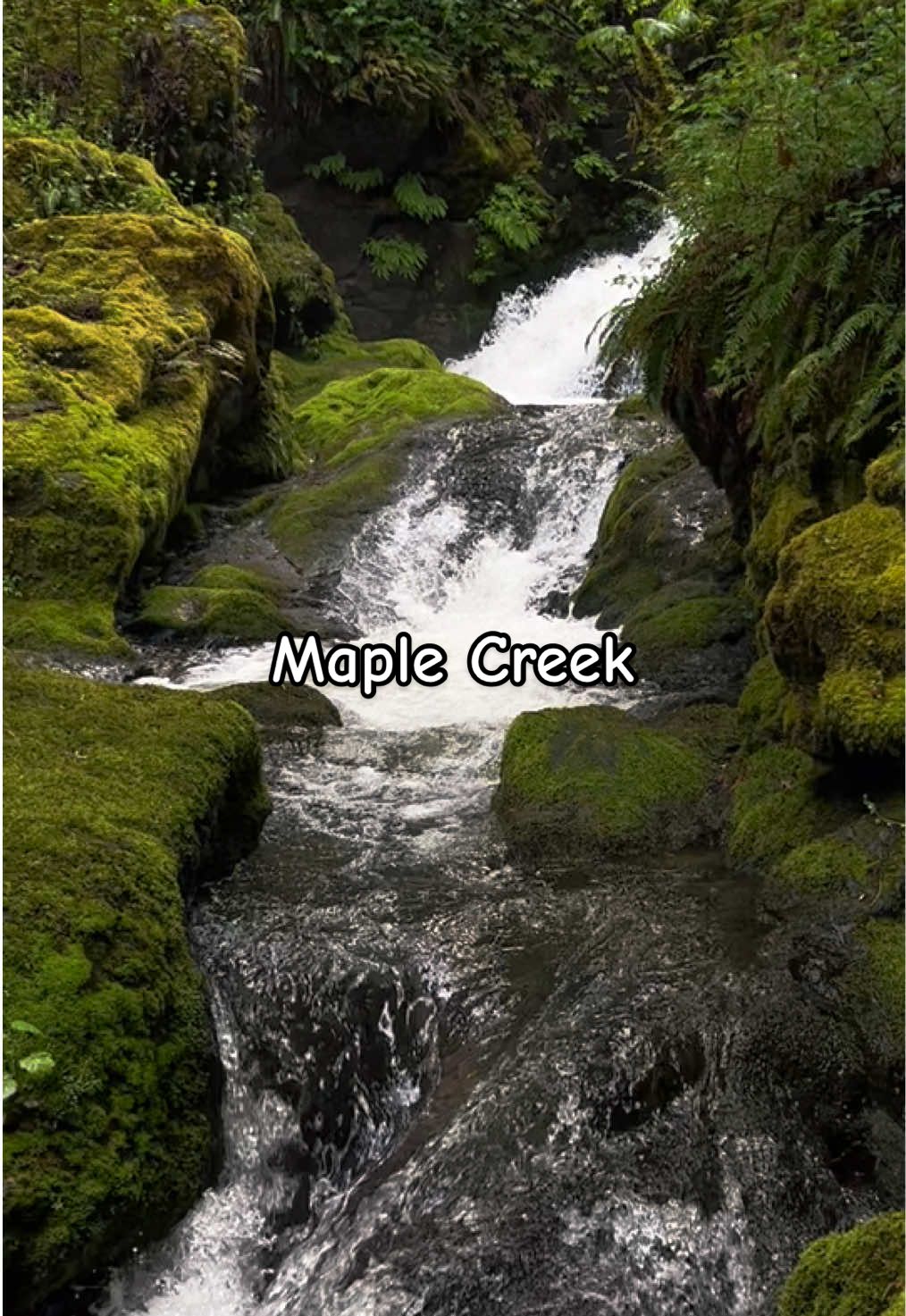 🌿🌲💧🌲 .• .• .• #pnw #pnwlife #pnwlifestyle #pnwcheck #fypシ #fypage #washingtonstatecheck #pnwexplored #naturetiktok #exploremore #explorepage✨ #wildernesstherapy #creek #waterfall #waterfalls #wildernessculture #pacificnorthwest #maplecreek #hwy542 #pnwhiking 
