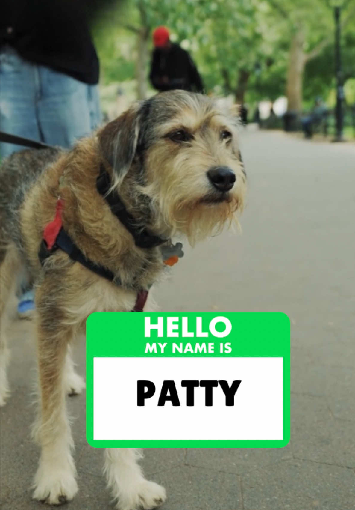 MEET PATTY 🐶🐶🐶 Our joyful new friend #dogs #dog #dogsoftiktok #nyc