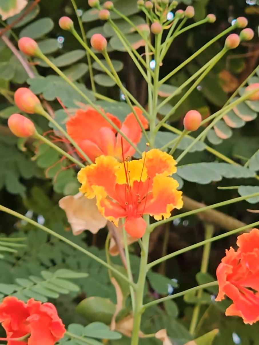 Fleurs de Toubab Dialaw #flowers #sylvainpierredurif #legrandmonarque #toubabdialaw 