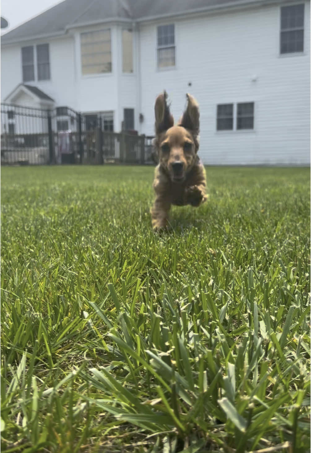 This is real love!#dachshund #dashchundsoftiktok #puppy #fyp 