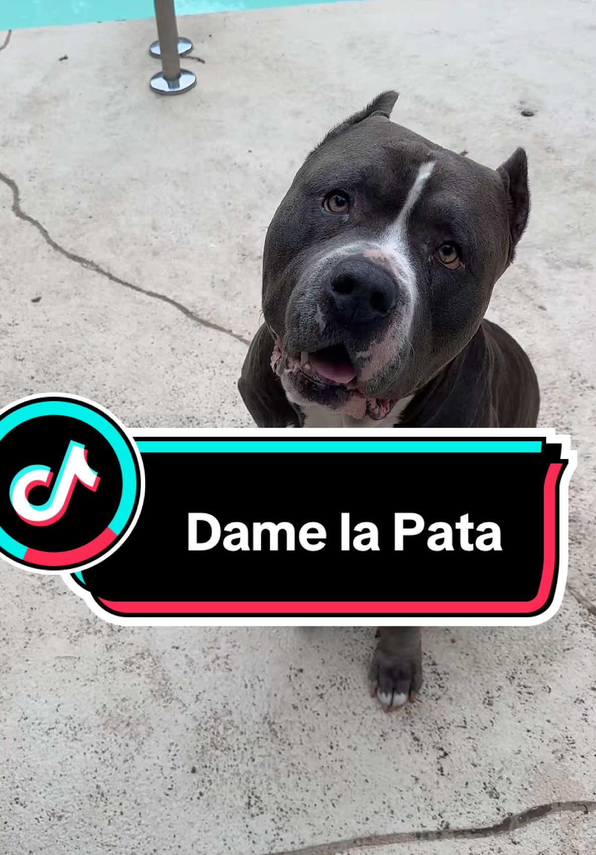 #pata #sitdown 