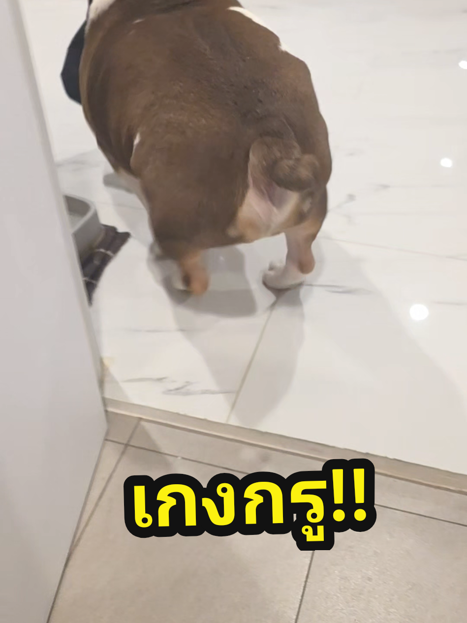 ไอ้แทส!!! #tazthebulldog #หมาตลก #Englishbulldog #หมาแสบ 