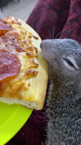 Ama comer las orillas de la Pizza #pipi_la_ardilla #paratii #fypp #ardilla 🍕 