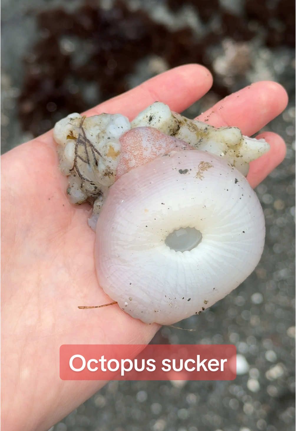 Did you guess correctly?! 🤓  #beachcombing #beachcomber #ocean #seacreatures #sealife #octopus #giantpacificoctopus #gpo #sucker #cephalopod 
