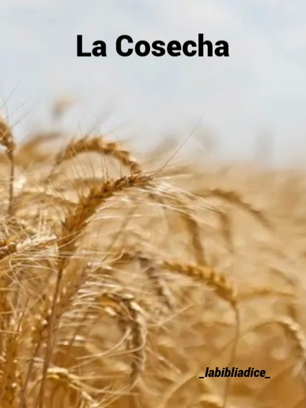 La Cosecha #videoscristianos #jovenescristianos #cristianostiktok #musicacristiana #cancionescristianas #marcosbarrientos #alzatusojos #lacosecha