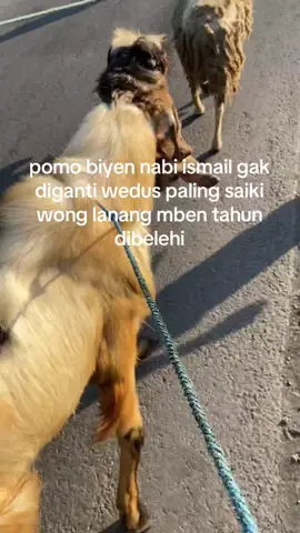 #idhuladha #hewanqurban 