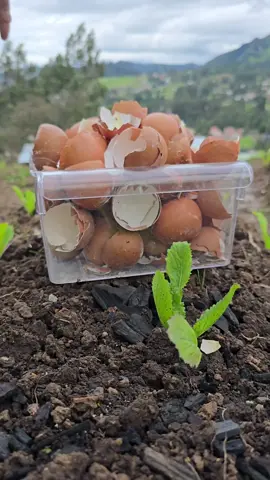 Turn your kitchen waste into powerful plant food! 🥚🌿 In this video, learn how to transform eggshells into liquid calcium your plants can actually absorb. This natural homemade fertilizer helps prevent blossom-end rot and strengthens stems, all using ingredients you already have at home. Perfect for tomatoes, peppers, and other fruiting plants. #GardeningTips #OrganicFertilizer #PlantCare #EggshellFertilizer #Homesteading #SustainableLiving #UrbanGardening #TomatoTips #GardenHacks #SoilHealth