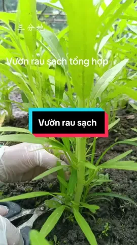 #nongsan vườn rau sạch tổng hợp 