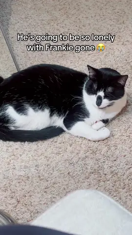 He’s just so cute!! He doesn’t know it yet, but he’s going to miss Frankie for the next 5 days 😭 #cat #cattok #catsoftiktok #tuxedocat #tuxedo #max 