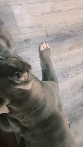 #Buju #Tyson #xlbully  #xlbullies #doggos #bullyloverforlife❤️ #bullylove #bluebully 