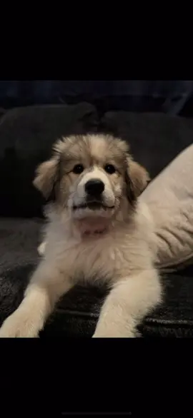 Growing like a weeeeeed #greatpyrenees #pyrenees #greatpyreneespuppy #puppy #dog 