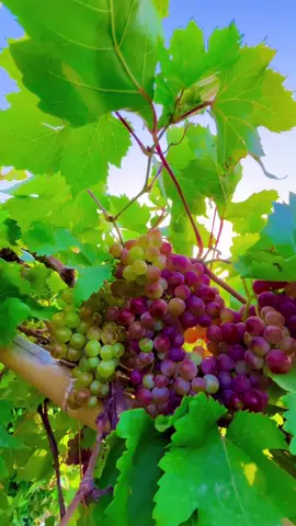 Fruit name🫀❤️🥀#pindawale #foryoupage #tiktokpakistan #1millionaudition #community #tiktok 