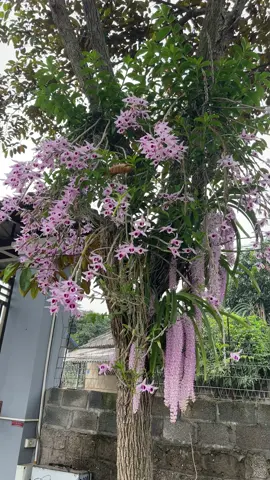 Mùa hoa nở 