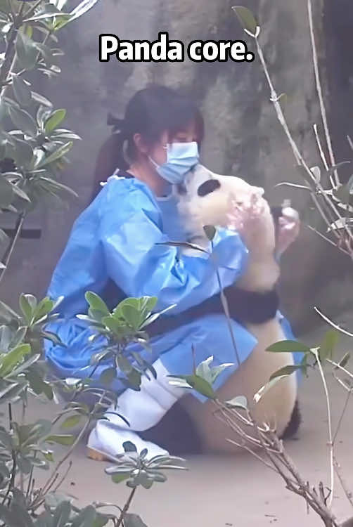 Funny panda🤣🤣 How can I get this job?? #fun #funny #panda #core #fpy #fpyシ #foryou #funnytiktok #funnyanimals #funnyvideo 
