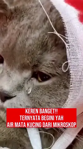 keren banget, air mata karena cing dari Mikroskop  #catlover 