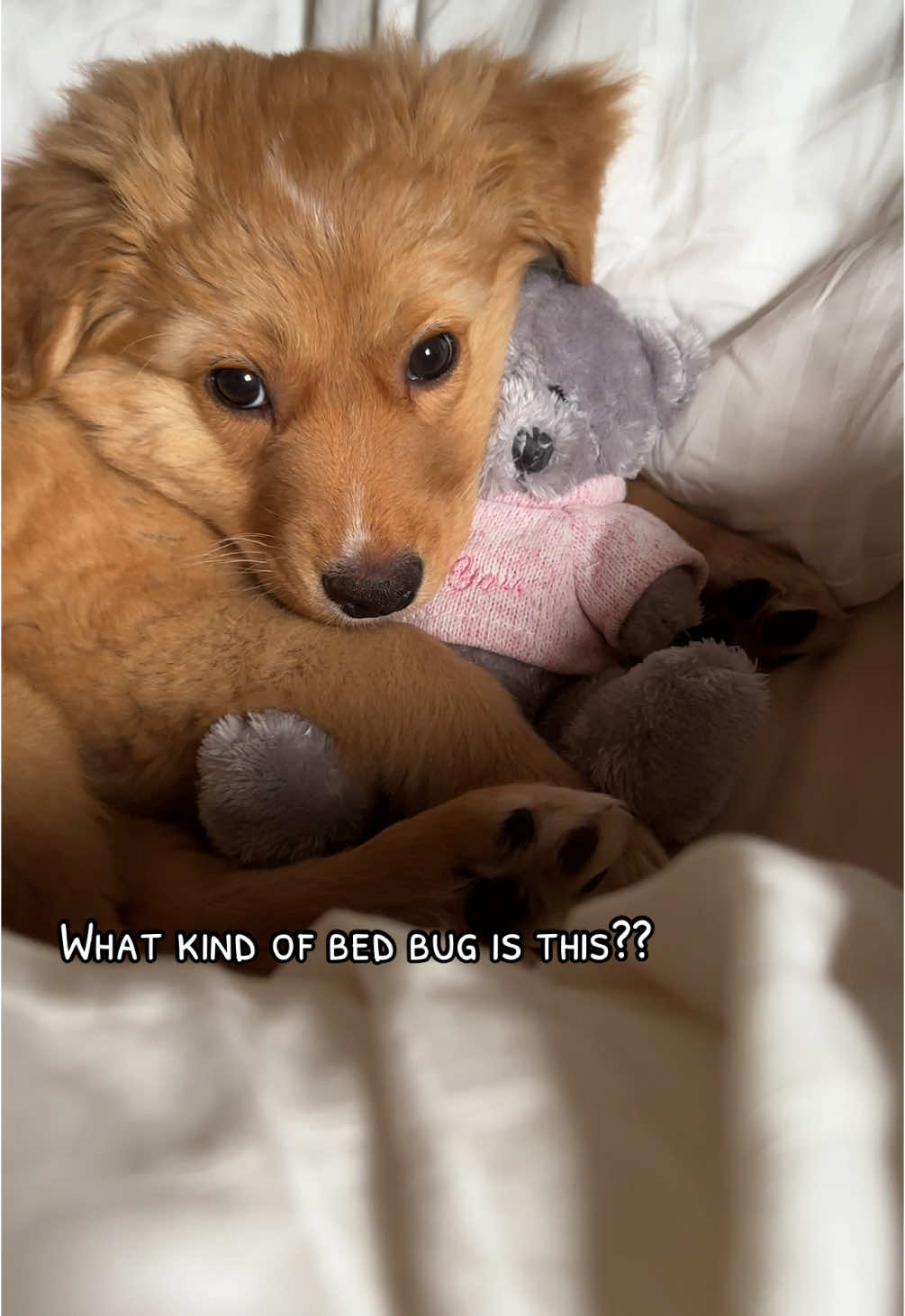@Olli #fyp #puppy #valp #tollerpuppy #fypシ゚viral #fyppp 