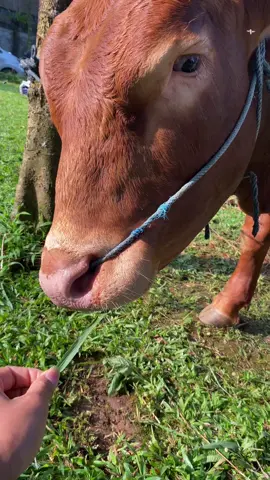 #lebaraniduladha #sapi #kurban #fyp #xyzbca 