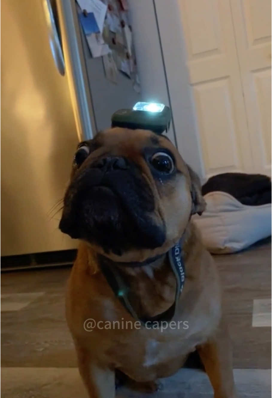 Dogs are the best helpers #dogs #dogsoftiktok #doglife #funny #pets #dogvideos #cutedog #doglover #foryou 