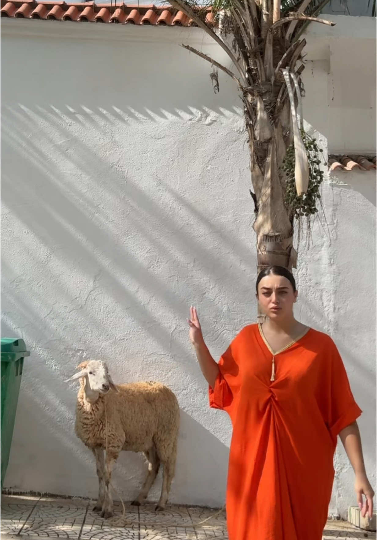 Petit kbichou 🐏 #aidmoubarak 